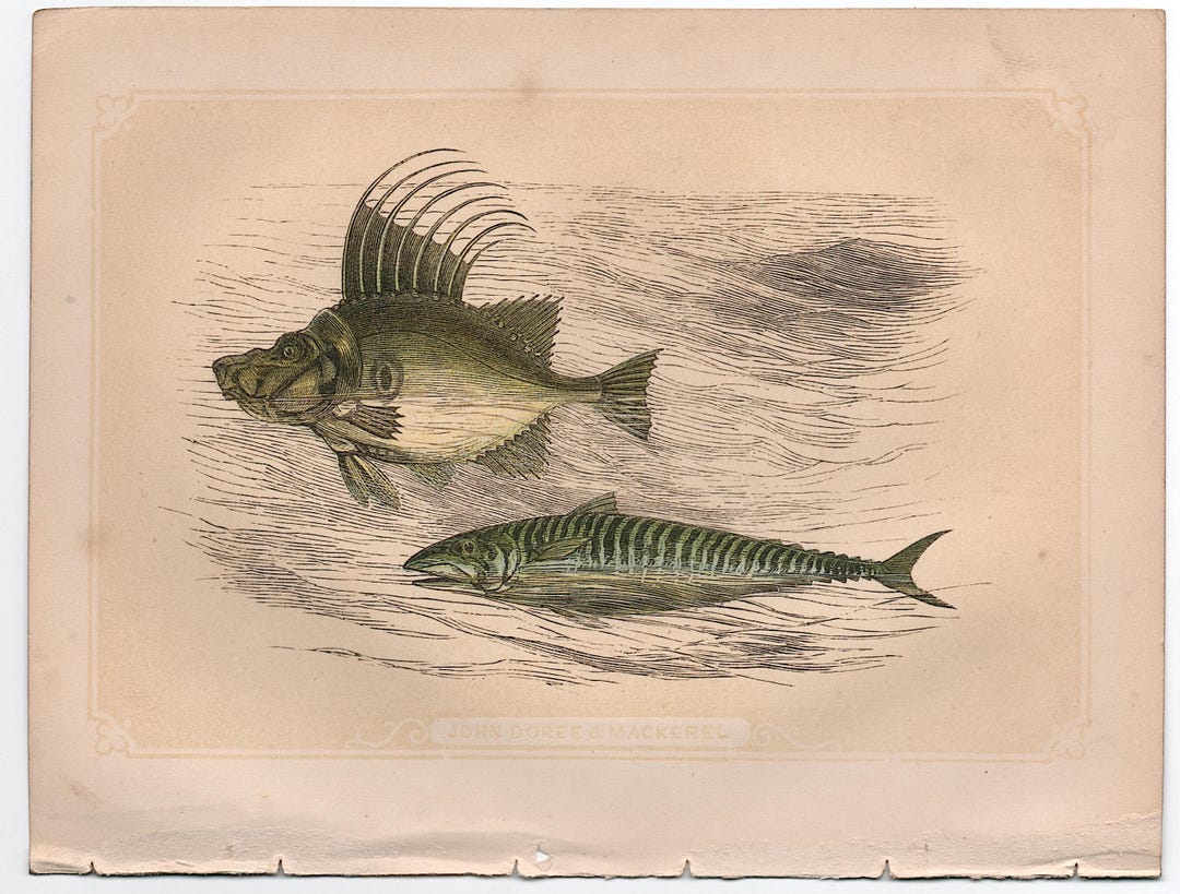 ANTIQUE FISH Print C. 1853 • Original Antique Print • Marine Mammal ...