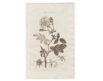 Gravura botânica de uma rosa, c. 1810 • gravura antiga original • Botânica do Dr. Thornton • gravura botânica • gravura de rosa-brava