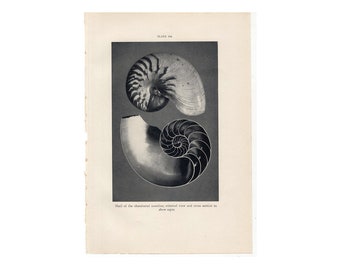 c. 1934 SHELLS-lithografie - originele vintage print • zeeleven - oceaanprint - zeedierenprint • strandhuiskunst • nautiluskamer