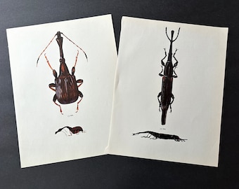 vintage BEETLE PRINTS c. 1964 • set of 2 original vintage prints • beetle illustrations • insect print • entomology • black & brown bugs