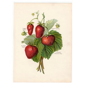 c. 1890 STRAWBERRIES lithograph • original antique print • fruit print • berry print • kitchen botanical • garden print • strawberry print
