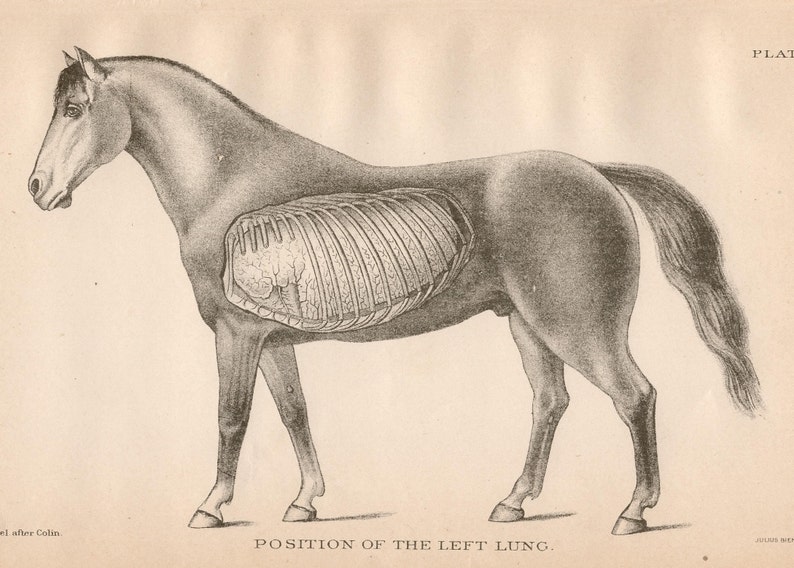 C. 1907 HORSE ANATOMY Lithograph - Antique Medical Lithograph - Horse ...