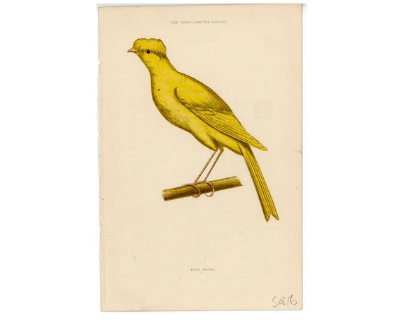 Crested canary best sale