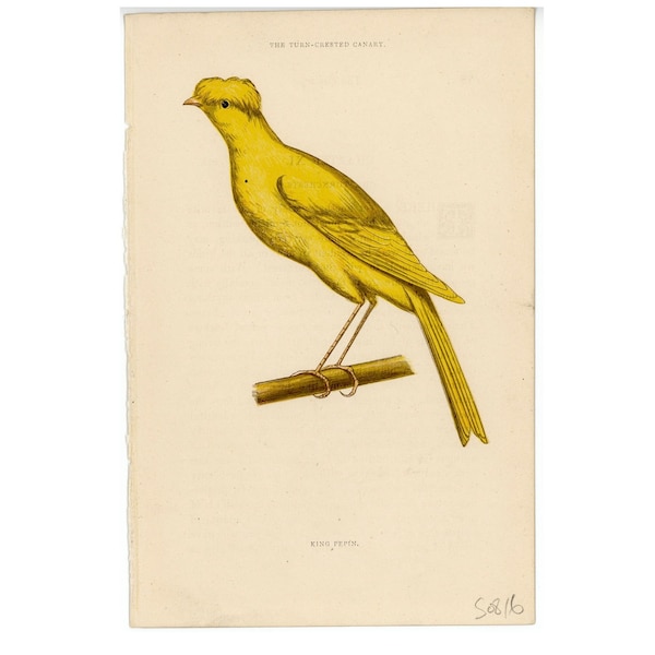 vers 1890 TURN CRESTED CANARI lithographie • gravure ancienne originale • estampe canarienne • oiseau jaune • estampe africaine • oiseau volière