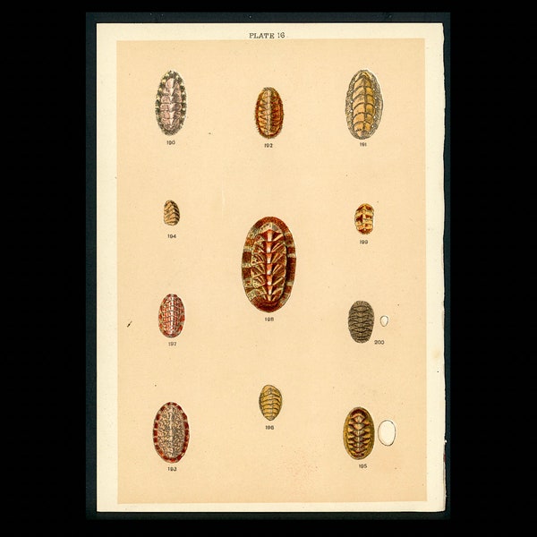 c. 1901 SEA SHELL lithograph  • original antique print • seashells print • beachcombing print • beach print • mollusk shells • limpet