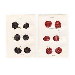c. 1899 RASPBERRY lithographs • original antique prints • fruit prints • red raspberries & black raspberries • berries print • set of 2