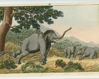 19th C HUNTING ELEPHANTS engraving •  original antique print • hunting safari scene animals Africa animal print