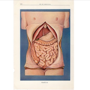 c 1940 INTERNAL ORGANS lithograph • original vintage print • human anatomy • medical illustration • digestive organs • INTESTINES • stomach