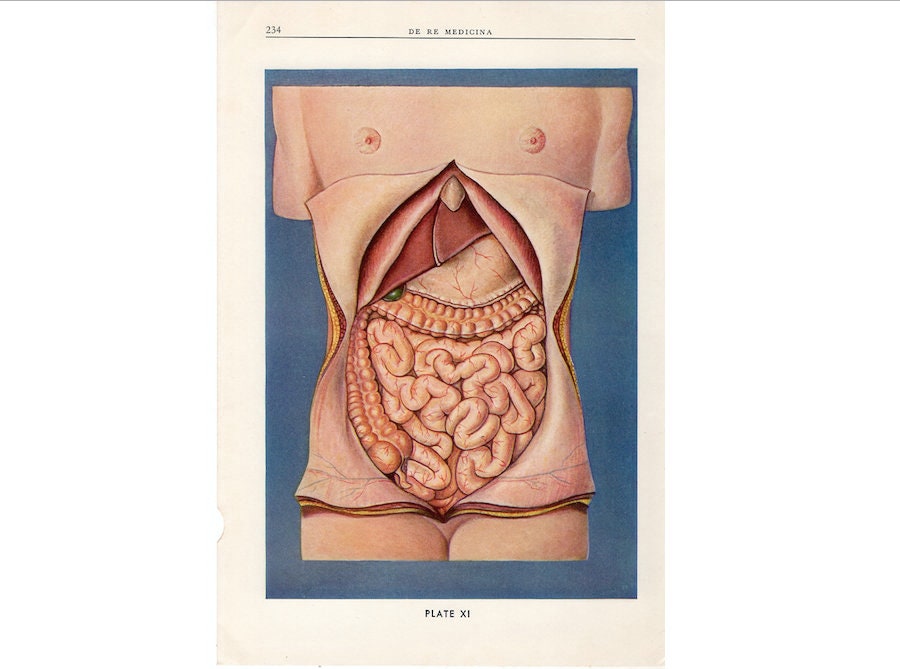 c 1940 INTERNAL ORGANS lithograph • original vintage print • human anatomy • medical illustration • digestive organs • INTESTINES • stomach