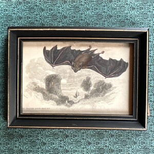 framed c. 1843 BAT engraving • original antique print • small framed print • chauve souris print • Halloween decor • vampire • Horseshoe bat
