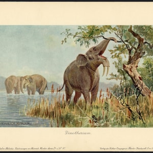 c. 1902 DEINOTHERIUM • original antique print • dinosaur print • fossil reptiles - extinct animal - prehistoric animal • by Harder