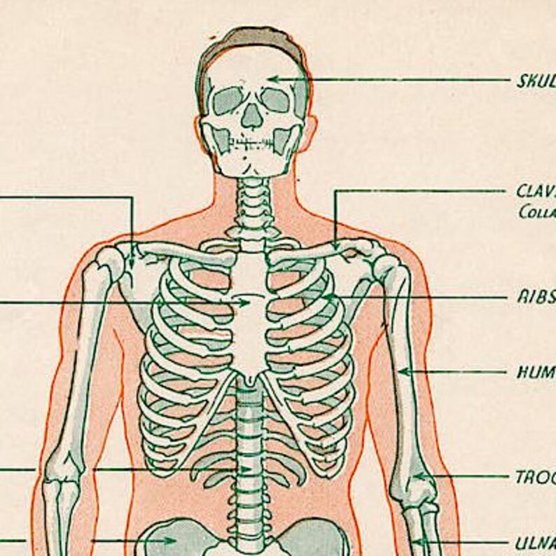 C. 1946 SKELETON Lithograph • Original Vintage Print • Medical ...