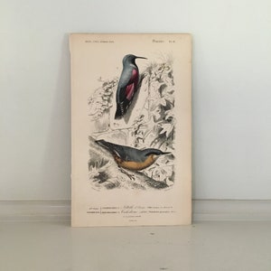c. 1849 ANTIQUE BIRD engraving - original antique print - hand colored -ornithology • birds •  Orbigny print - nuthatch & wallcreeper