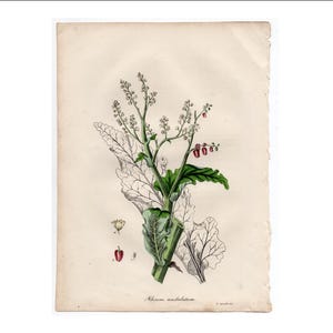 医学植物学の印刷物 1832年頃 • オリジナルのアンティーク印刷物 • 手彩色彫刻 • ホメオパシー薬 • 植物薬 • ダイオウ・ウンダラタム