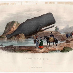 May include: A vintage illustration of a large, gray whale beached on a rocky shore. Several people are standing on the shore, some are looking at the whale, while others are walking away. The text "LE PHYSALE CYLINDRIQUE." is printed below the image.