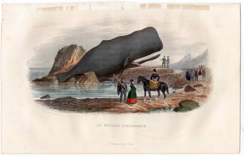 May include: A vintage illustration of a large, gray whale beached on a rocky shore. Several people are standing on the shore, some are looking at the whale, while others are walking away. The text "LE PHYSALE CYLINDRIQUE." is printed below the image.