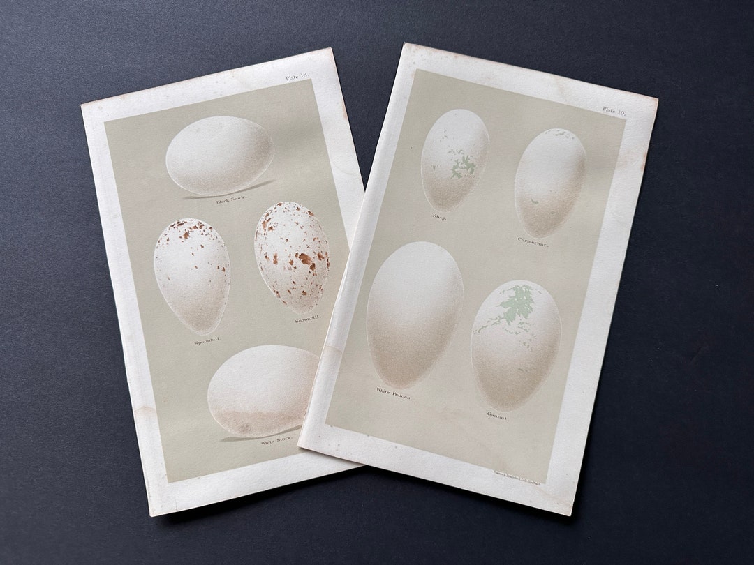 C. 1896 ANTIQUE EGG Prints • Set of 2 Original Antique Prints • Bird ...