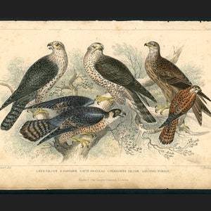 c. 1859 FALCONS,  HAWKS & KESTRELS engraving • original antique print • Goldsmith hand colored engraving • bird print •  birds of prey