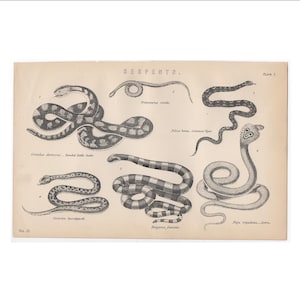 c. 1880 SERPENTS & SNAKES engraving • original antique print • limbless reptile print • snake print • rattlesnake print • viper • cobra