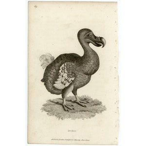 May include: A black and white engraving of a Dodo bird, a flightless bird native to Mauritius. The engraving is titled "DODO" and is from the book "Birds of Great Britain" published by Charles Knight.