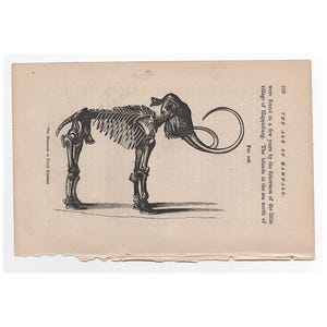 c. 1877 THE MAMMOTH engraving - original antique print - extinct animal - prehistoric scene - prehistoric animals - fossil elephant print