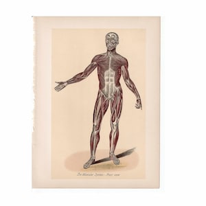 c. 1903 HUMAN ANATOMY MUSCLES lithograph  • original antique print • anatomy print of muscular system • medical illustration