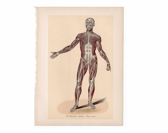 1860年 顔面、体幹、腕、足の筋肉 – 人体解剖図鑑より手彩色鋼版画