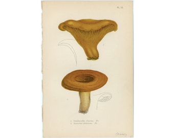 Könnte beinhalten: Eine Vintage-Illustration von zwei Pilzen, einer mit Hut und Stiel, der andere nur mit Hut. Die Pilze sind hellbraun und detailliert gezeichnet. Die Illustration ist mit "1. Cantharellus cibarius. Fr. 2. Lactarius deliciosus. Fr." beschriftet.