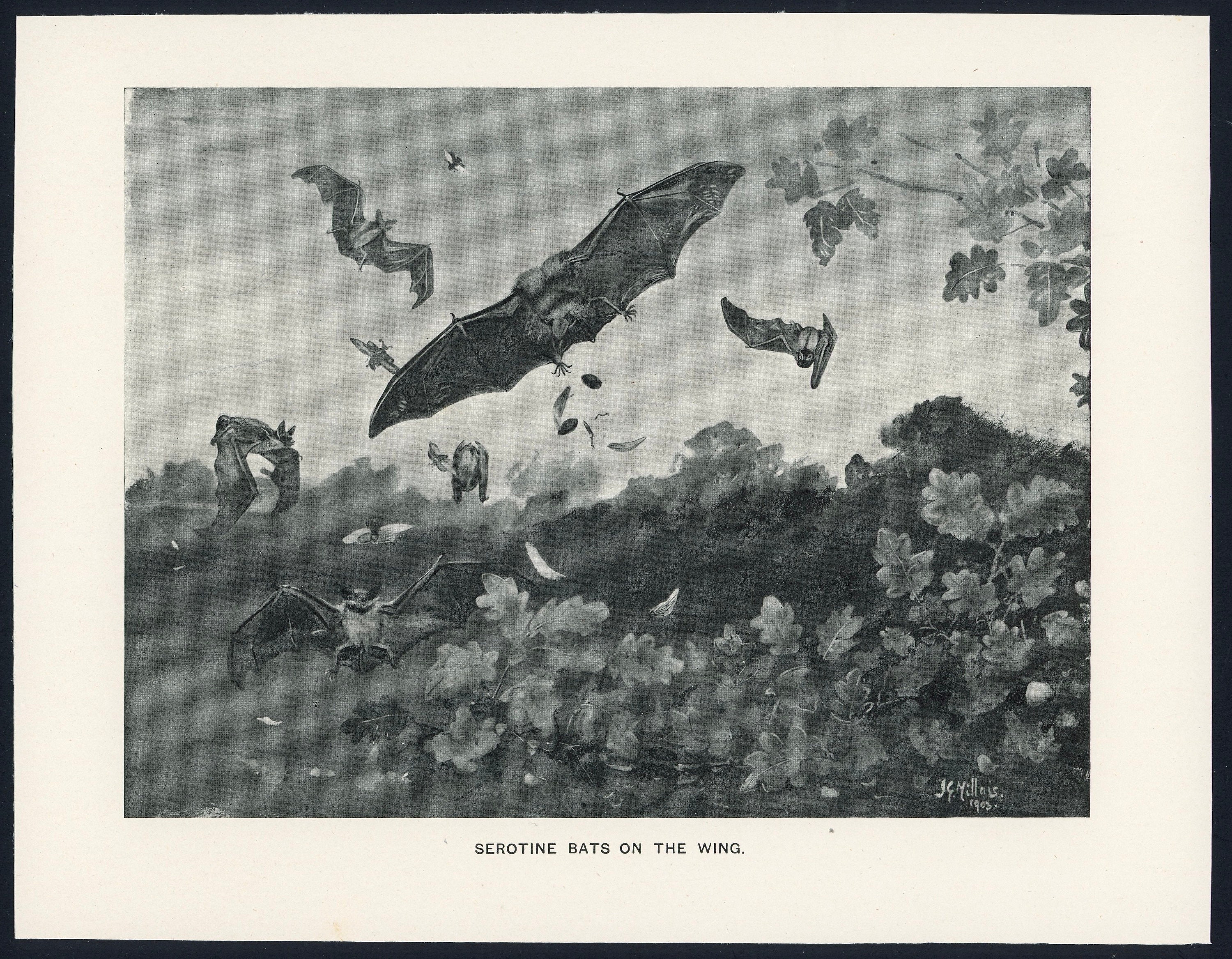 C. 1904 SEROTINE BATS lithographie gravure ancienne originale décor  dHalloween chiroptera chauve souris vampire grande chauve-souris -   Canada