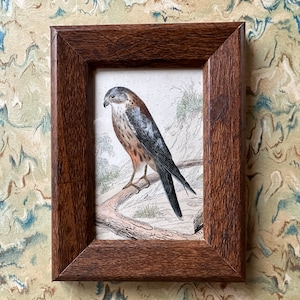 tiny! c. 1837 BIRD OF PREY framed engraving • original antique print • antique bird print • birds print • Merlin Falcon • ready to display
