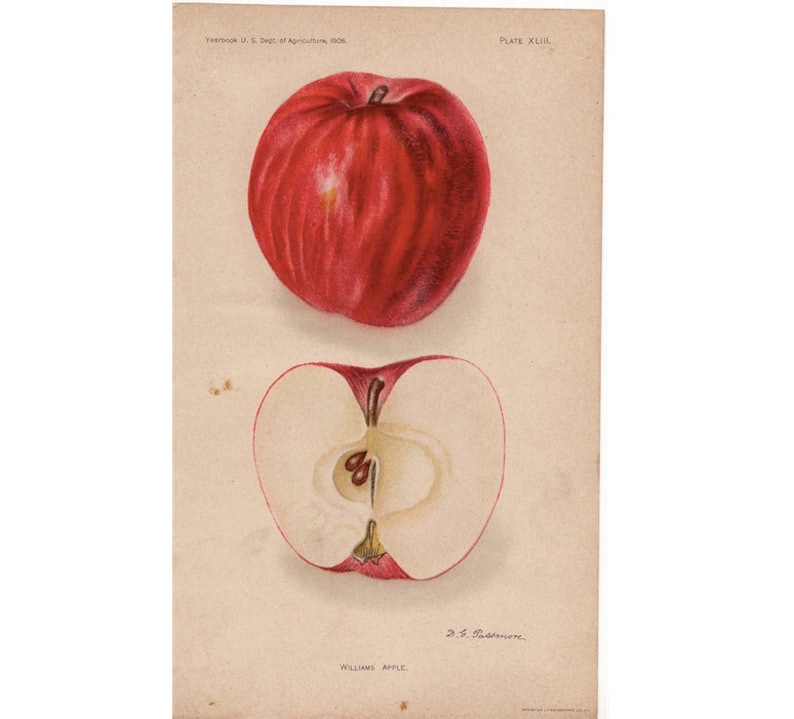 antique botanical print 1908 APPLE PRINT antique fruit print c williams apples original antique lithograph