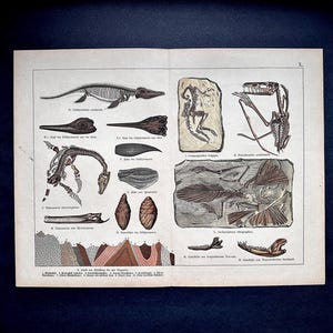 c. 1878 LARGE FOSSIL lithograph • original antique print • prehistoric life print • fossil animals • prehistoric organisms • extinct animals