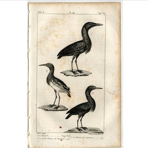 c. 1817 WADING BIRDS engraving - original antique print - ornithology print • avian birds - Buffon animal print • water birds - le butor