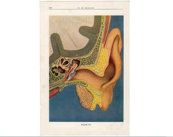 Human Ear Anatomy Chart Vintage 1920s Music to the Ears Medical ...
