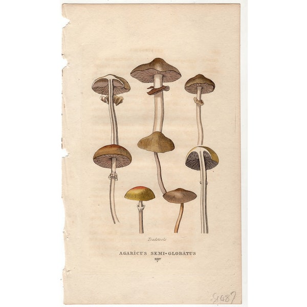 c. 1816 MUSHROOMS print • original antique print • fungi print • cryptogamia • mushrooming • toadstools • fungus print • mycology print