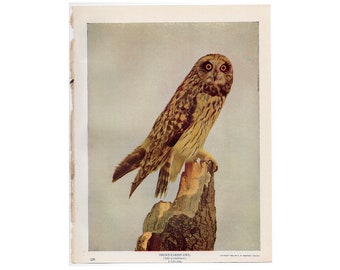 c. 1914 SHORT EARED OWL lithograph • original antique print • bird of prey print • nocturnal bird print • Audubon print • photolithograph