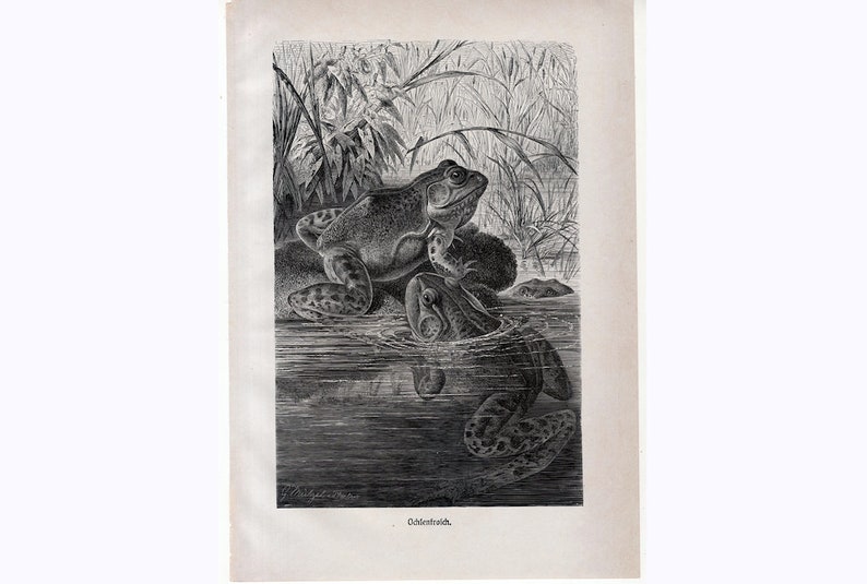 c 1900 ANTIQUE FROG print \u2022 original antique print \u2022 amphibian print \u2022 Brehms print \u2022 toad print \u2022 anura print \u2022 Ranidae print