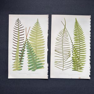 c. 1872 FERN lithographs • set of 2 original antique prints • Lowe botanical print • green ferns print • fern frond print • fern prints