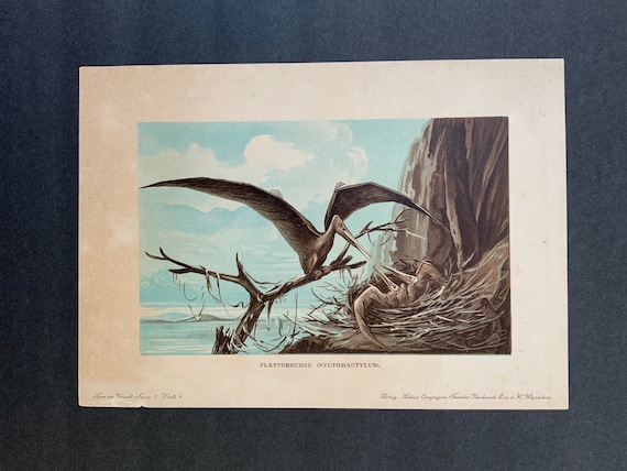 値下げします。ダンガンドレリトグラフ 希少！1902年頃のプテロダクティルのリトグラフ - 絶滅した動物の版画
