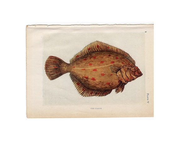 C. 1907 PLAICE FISH Lithograph Original Antique Print North Atlantic  Flatfish Print Sea Life Print Antique Fish Print -  Canada