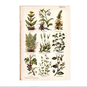 c. 1902 • MEDICINAL PLANTS print • original antique print • botanical prints • medicinal herbs • healing plants • traditional medicine print
