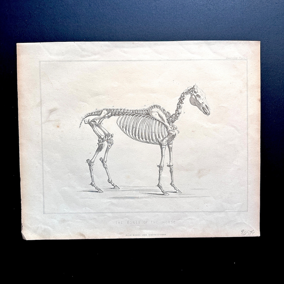 C. 1885 BONES OF HORSE Engraving • Original Antique Print • Horse ...