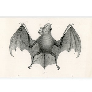 C. 1824 BATS lithograph • original antique print • chiroptera print • pipestrello • bat print • vampire print • chauve souris • roussette