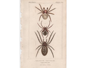 SPIDER print c. 1837 • original antique prints • arachnid print - spider lithograph hand colored • arachnophobia print • insect print