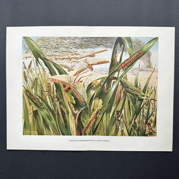 Locus Swarm Print Etsy