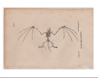 c. 1830 BAT SKELETON engraving • original antique print • bats print • Halloween decor - by Buffon
