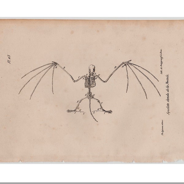 c. 1830 BAT SKELETON engraving • original antique print • bats print • Halloween decor - by Buffon