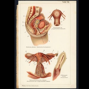 c. 1902 FEMALE ANATOMY lithograph • original antique print • OBGYN • medical illustration • women’s health • reproductive system • womb