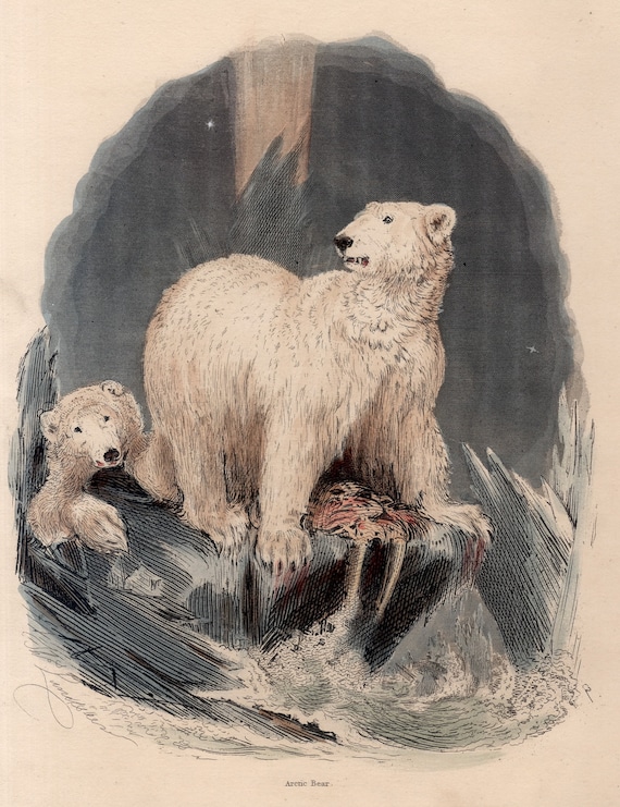 1854年頃の北極熊の版画 • オリジナルのアンティーク版画