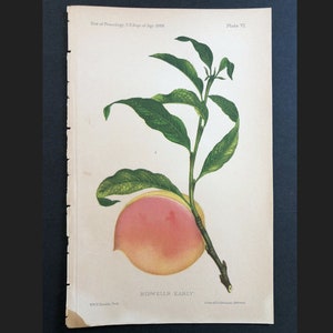 c. 1888 BIDWELLS EARLY PEACH lithograph • original antique print • botanical print • fruit print • peaches • usda agriculture • kitchen art